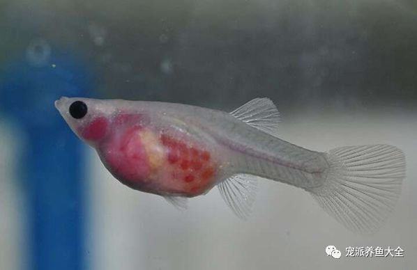 濟南觀賞魚養殖基地在哪_濟南觀賞魚漁場_濟南觀賞魚