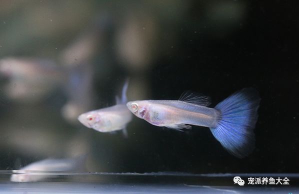 濟南觀賞魚_濟南觀賞魚養殖基地在哪_濟南觀賞魚漁場