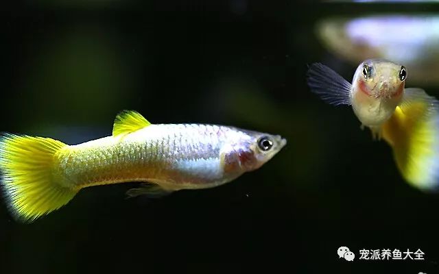 濟南觀賞魚養殖基地在哪_濟南觀賞魚漁場_濟南觀賞魚