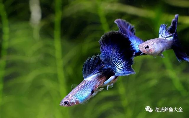 濟南觀賞魚_濟南觀賞魚養殖基地在哪_濟南觀賞魚漁場