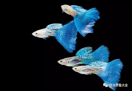 濟南觀賞魚漁場_濟南觀賞魚_濟南觀賞魚養殖基地在哪