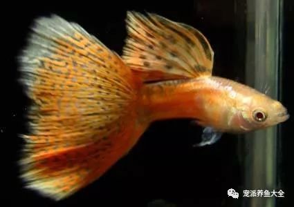 濟南觀賞魚漁場_濟南觀賞魚_濟南觀賞魚養殖基地在哪