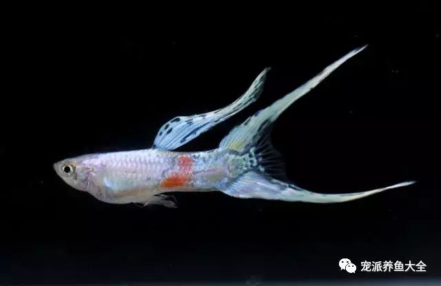 濟南觀賞魚漁場_濟南觀賞魚_濟南觀賞魚養殖基地在哪
