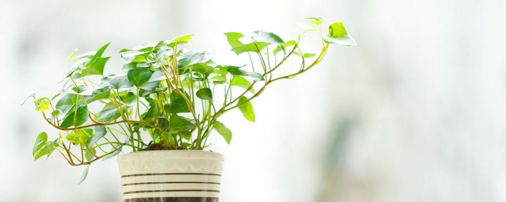 家居植物“知”多少？
