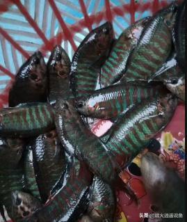 海洋觀賞魚:有什么推薦比較容易養的魚，最