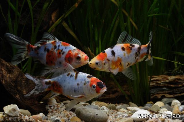觀賞小型魚品種大全圖片_小型觀賞魚的圖片_熱帶魚小型觀賞魚圖片