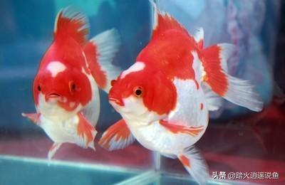 觀賞小型魚品種大全圖片_熱帶魚小型觀賞魚圖片_小型觀賞魚的圖片