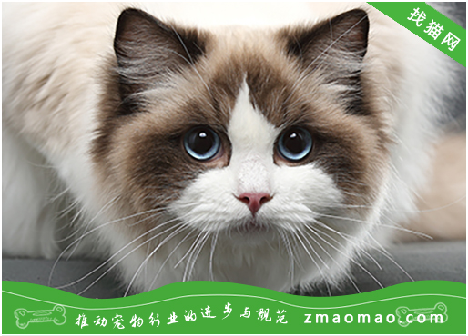 貓咪懷孕了沒有_怎么看貓咪有沒有懷孕_貓懷孕看不出來怎么辦