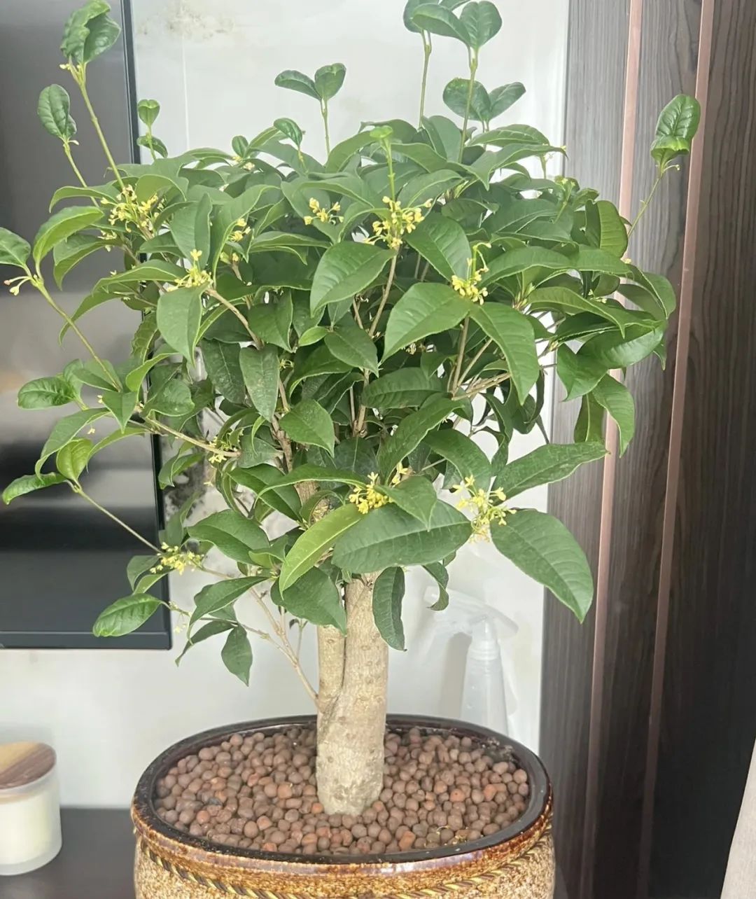 5種“養(yǎng)人花”，室內(nèi)養(yǎng)一盆，好看好養(yǎng)，助睡眠“身體強(qiáng)壯”