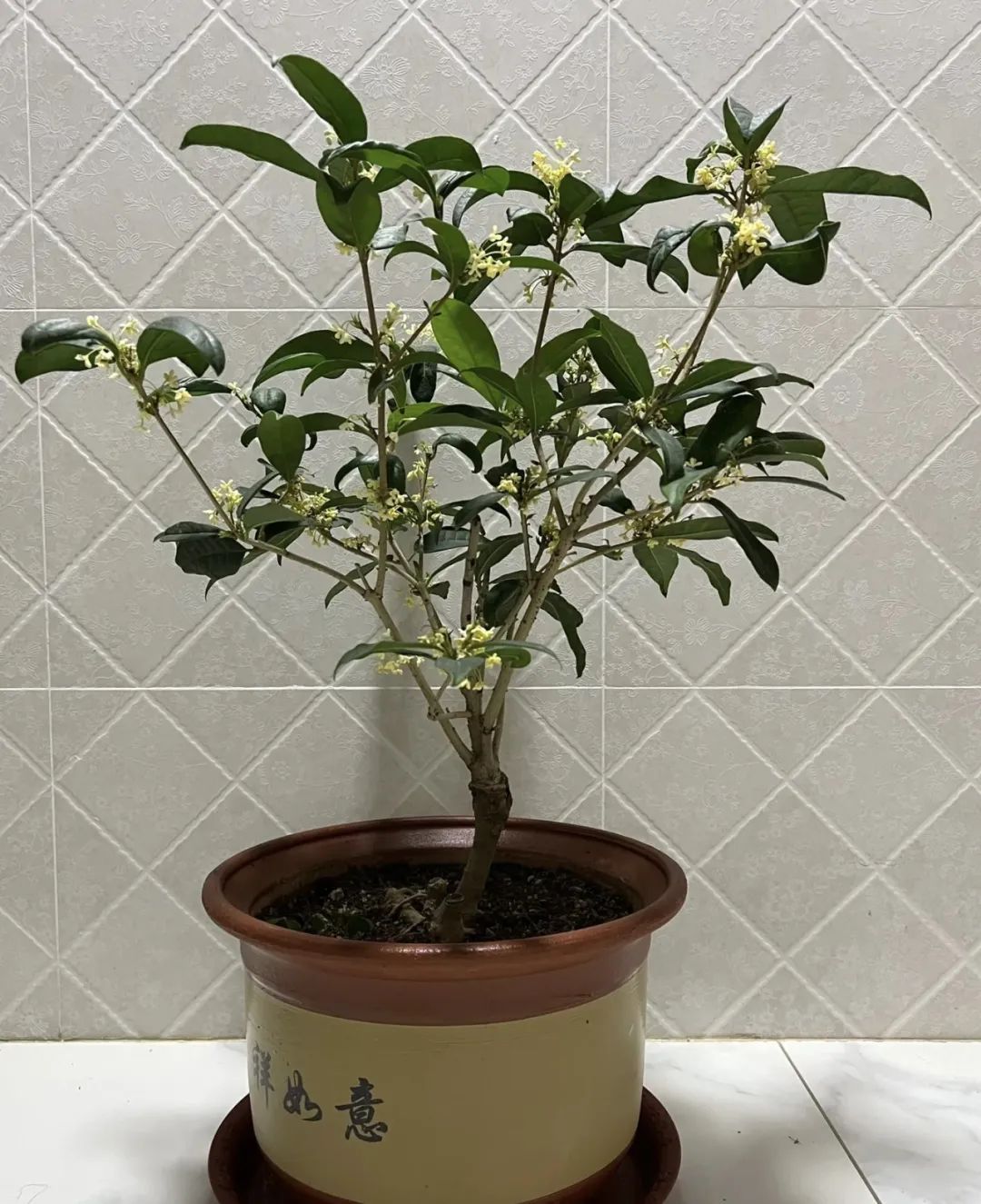 室內(nèi)人體種花養(yǎng)適合好養(yǎng)活嗎_室內(nèi)種花對(duì)人體有哪些好處_哪種花適合室內(nèi)養(yǎng)對(duì)人體好