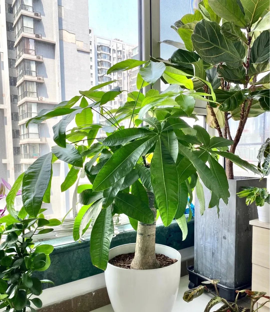 室內(nèi)種花對(duì)人體有哪些好處_室內(nèi)人體種花養(yǎng)適合好養(yǎng)活嗎_哪種花適合室內(nèi)養(yǎng)對(duì)人體好