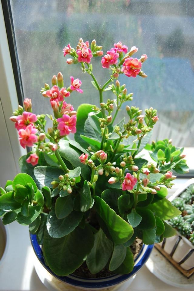 適合室內(nèi)養(yǎng)的10種開花植物