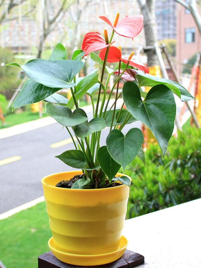 最適合臥室養殖的花卉排行榜_適合臥室養的植物花卉_花卉臥室養植物適合什么顏色