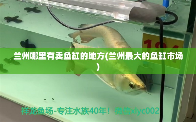 蘭州哪里有賣魚缸的地方(蘭州最大的魚缸市場)