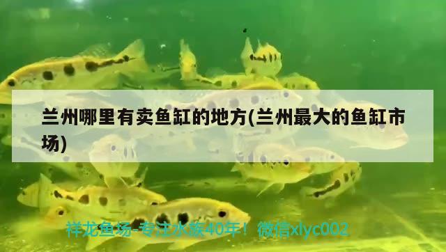 蘭州買魚市場在哪里_蘭州觀賞魚店從哪進貨_蘭州觀賞魚批發市場在哪里