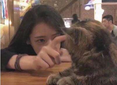 喜歡貓的女生什么性格_貓性格女生喜歡什么禮物_貓喜歡的女生的性格