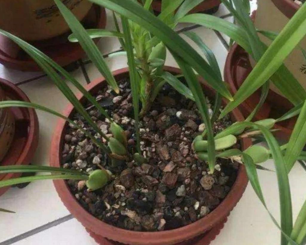 什么土養花最好讓花長得好_好土養好花_養花土質不好怎么辦