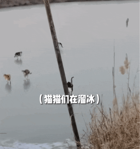 成貓是幾個(gè)月_成貓是幾個(gè)月到幾個(gè)月_貓成年期是幾個(gè)月