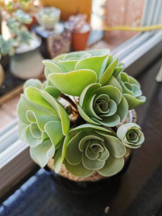 養活室內植物容易死嗎_十大容易養活的室內植物_養活室內植物容易長蟲嗎
