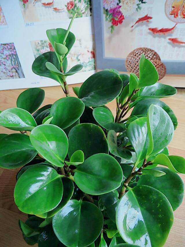 養活室內植物容易長蟲嗎_十大容易養活的室內植物_養活室內植物容易死嗎