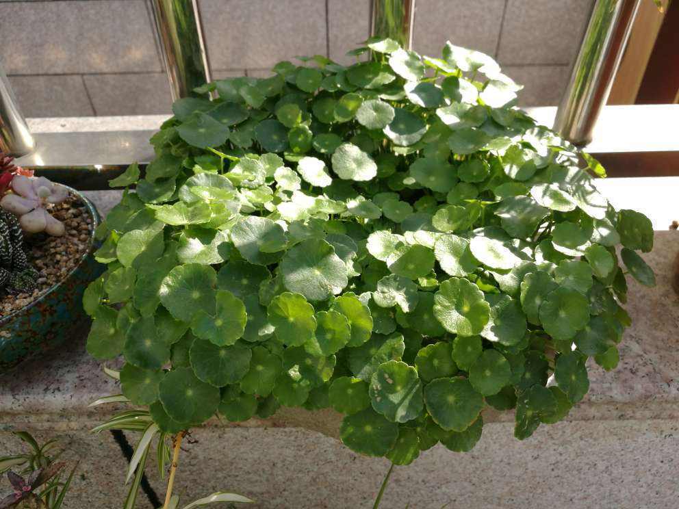十大容易養活的室內植物_養活室內植物容易死嗎_養活室內植物容易長蟲嗎