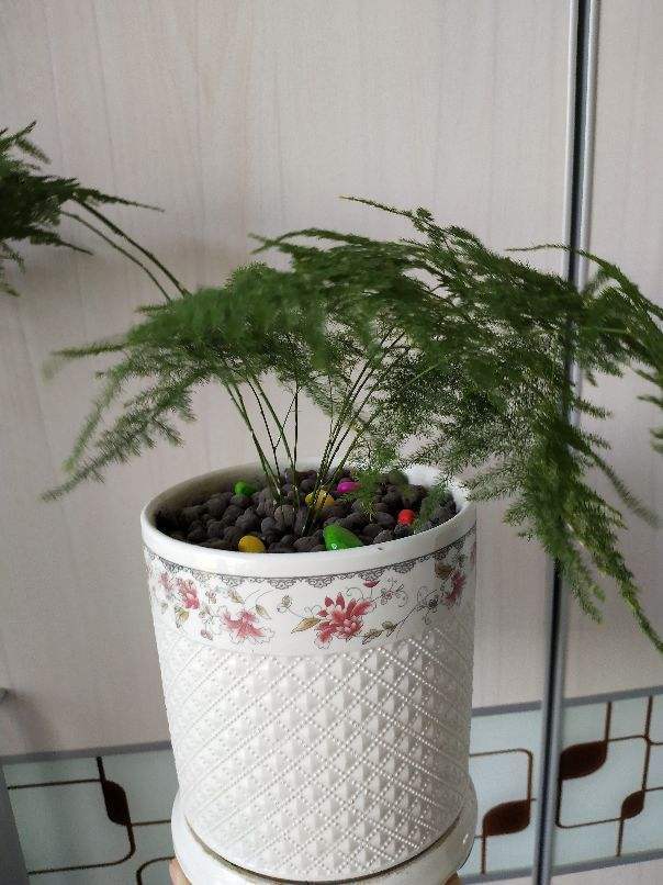 十大容易養活的室內植物_養活室內植物容易死嗎_養活室內植物容易長蟲嗎