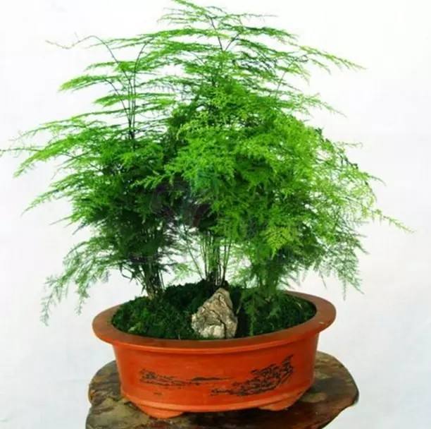養活室內植物容易長蟲嗎_十大容易養活的室內植物_養活室內植物容易死嗎