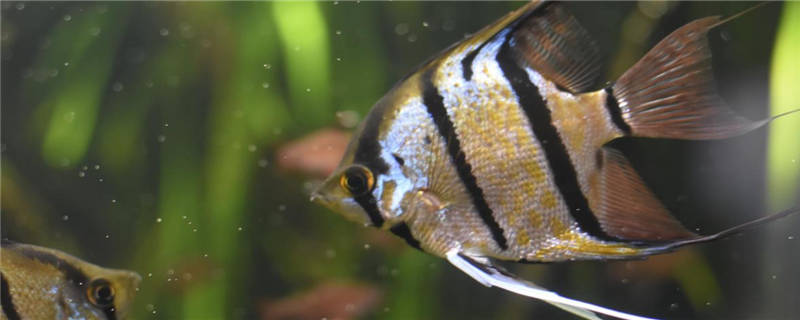 燕子魚怎么繁殖