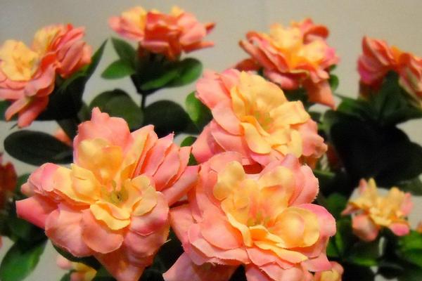 玫瑰花養(yǎng)護種植方法_玫瑰的栽植與養(yǎng)護_玫瑰種植養(yǎng)護花方法有哪些