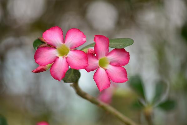 玫瑰花養(yǎng)護種植方法_玫瑰種植養(yǎng)護花方法有哪些_玫瑰的栽植與養(yǎng)護