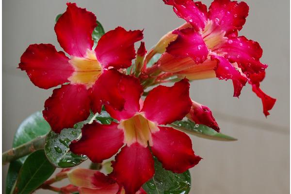 玫瑰花養(yǎng)護種植方法_玫瑰種植養(yǎng)護花方法有哪些_玫瑰的栽植與養(yǎng)護