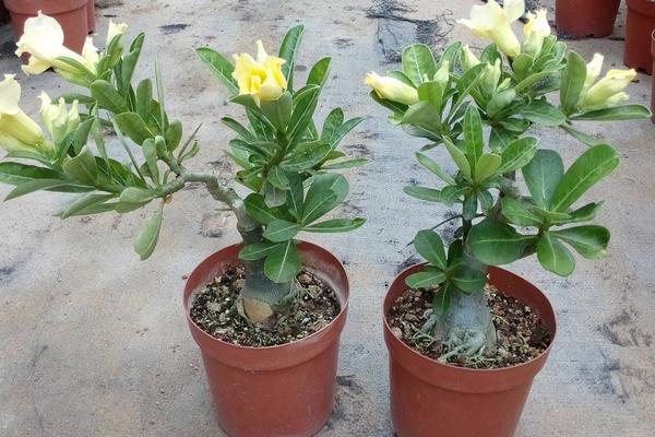 玫瑰種植養(yǎng)護花方法有哪些_玫瑰花養(yǎng)護種植方法_玫瑰的栽植與養(yǎng)護