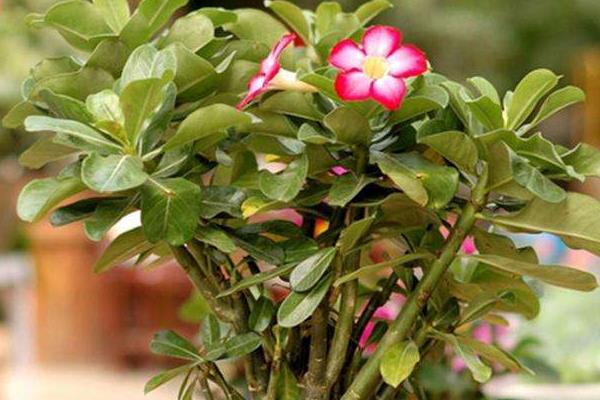 玫瑰花養(yǎng)護種植方法_玫瑰的栽植與養(yǎng)護_玫瑰種植養(yǎng)護花方法有哪些