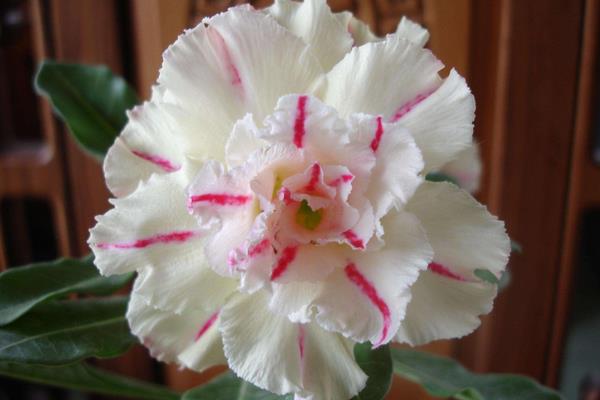 玫瑰花養(yǎng)護種植方法_玫瑰的栽植與養(yǎng)護_玫瑰種植養(yǎng)護花方法有哪些