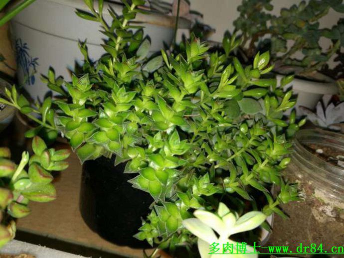 多肉植物又名_什么叫多肉植物_多肉叫法