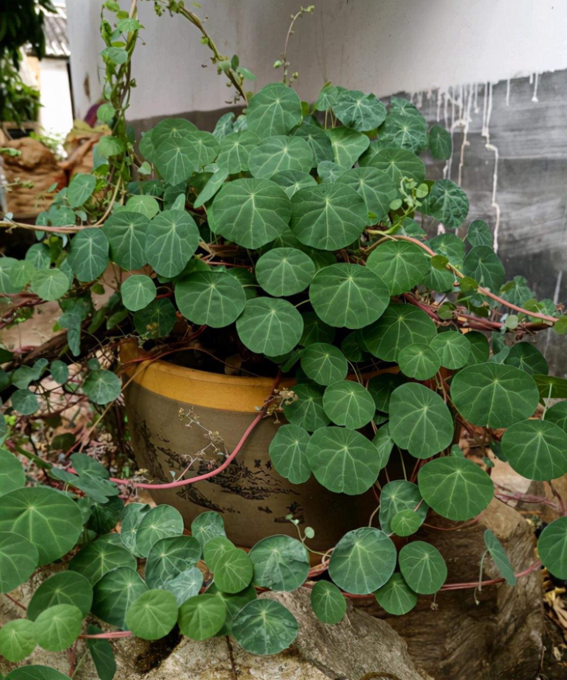 家里適合養(yǎng)植物_家中養(yǎng)植物適合有哪些植物_家中適合養(yǎng)的植物有哪些