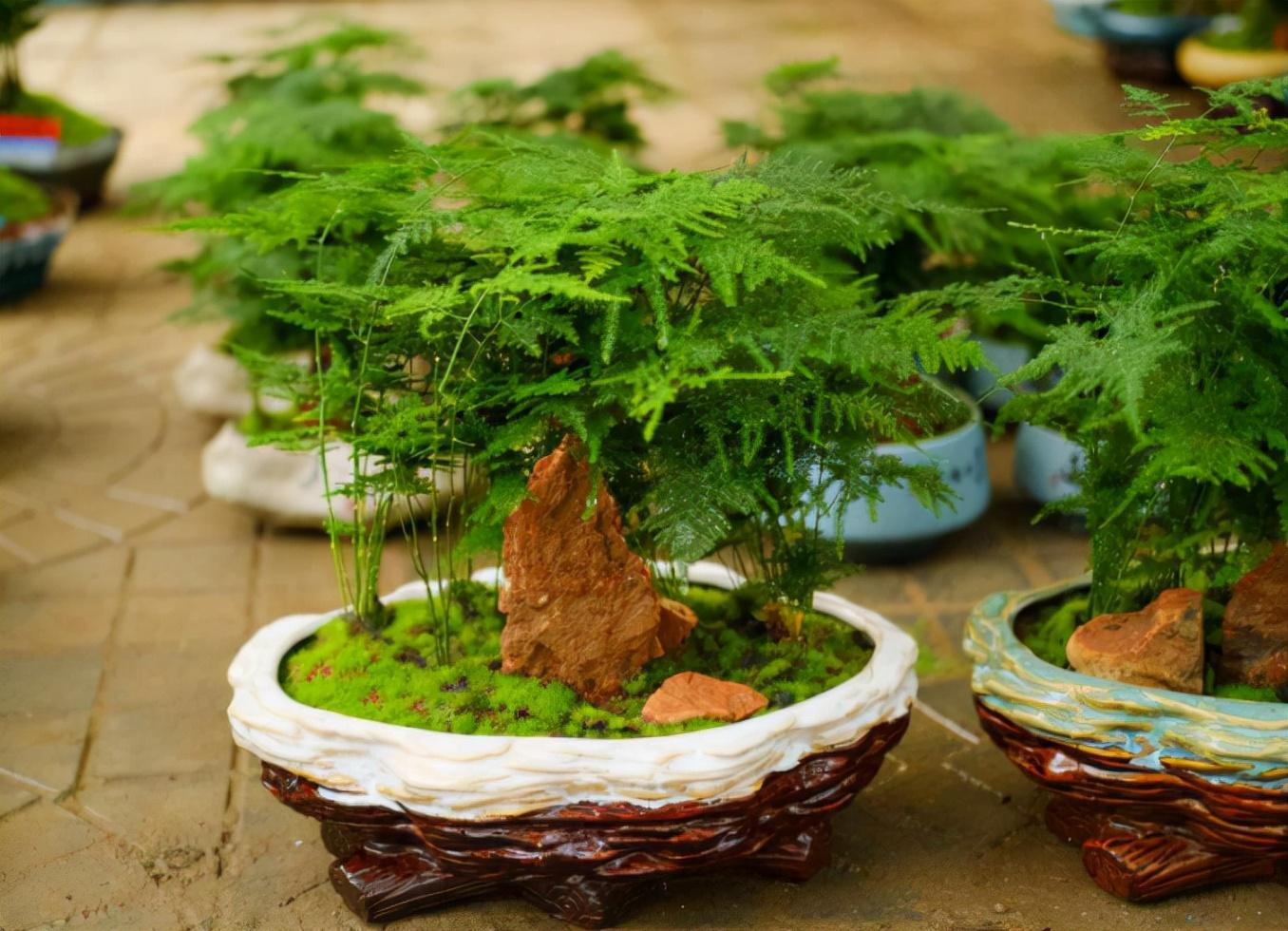 家中養(yǎng)植物適合有哪些植物_家里適合養(yǎng)植物_家中適合養(yǎng)的植物有哪些