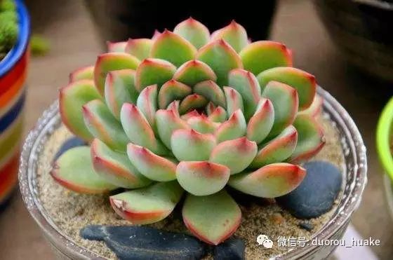 多肉植物 花月夜 大叔教你每天認識一款多肉