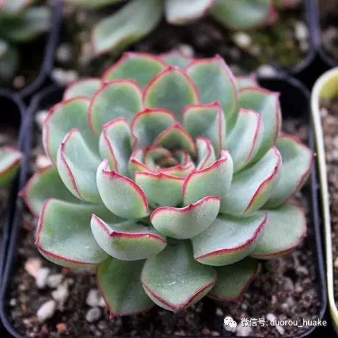 植物多肉花架托盤怎樣買_多肉植物花_植物多肉花卉