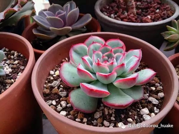 植物多肉花卉_多肉植物花_植物多肉花架托盤怎樣買