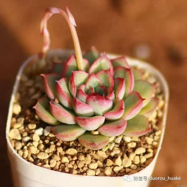 植物多肉花卉_多肉植物花_植物多肉花架托盤怎樣買
