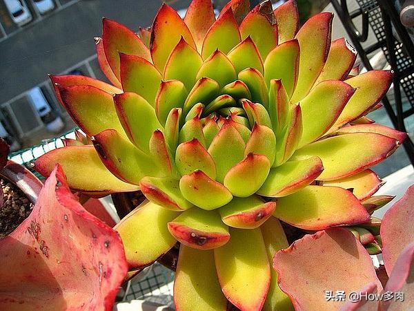 多肉植物簡單介紹_多肉植物的簡介和用處_植物多肉的介紹