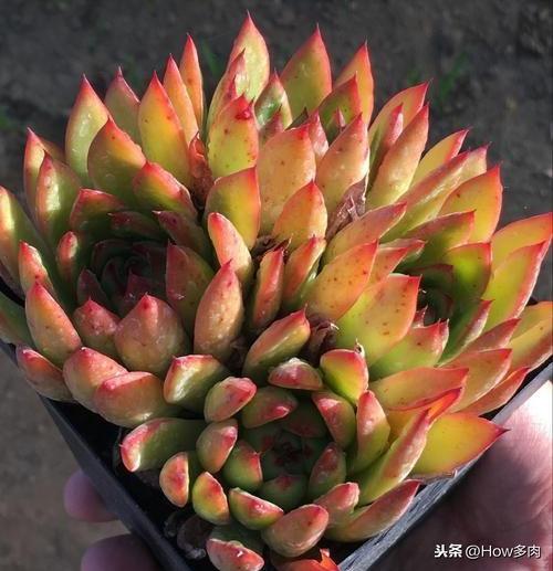 多肉植物簡單介紹_多肉植物的簡介和用處_植物多肉的介紹