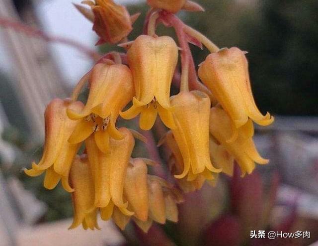 多肉植物簡單介紹_多肉植物的簡介和用處_植物多肉的介紹
