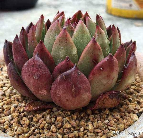 植物多肉的介紹_多肉植物的簡介和用處_多肉植物簡單介紹
