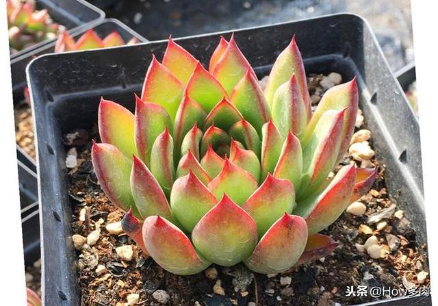 多肉植物的簡介和用處_植物多肉的介紹_多肉植物簡單介紹