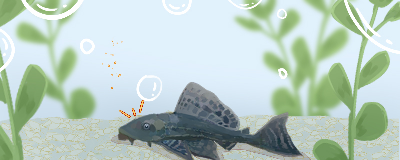 觀賞魚不想養了怎么處理，哪些觀賞魚不能放生