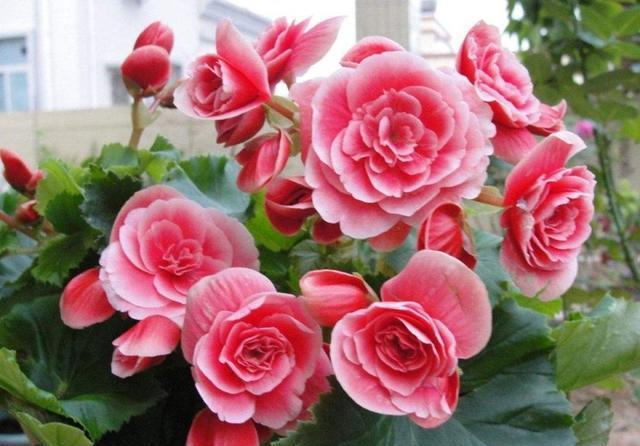 養(yǎng)花新手適合養(yǎng)什么植物_新手養(yǎng)花最適合養(yǎng)什么花_養(yǎng)花新手適合養(yǎng)招財樹嗎