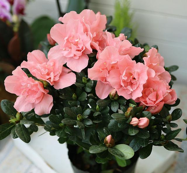 新手養(yǎng)花最適合養(yǎng)什么花_養(yǎng)花新手適合養(yǎng)招財樹嗎_養(yǎng)花新手適合養(yǎng)什么植物