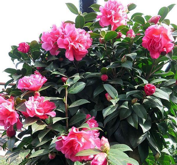 新手養(yǎng)花最適合養(yǎng)什么花_養(yǎng)花新手適合養(yǎng)什么植物_養(yǎng)花新手適合養(yǎng)招財樹嗎